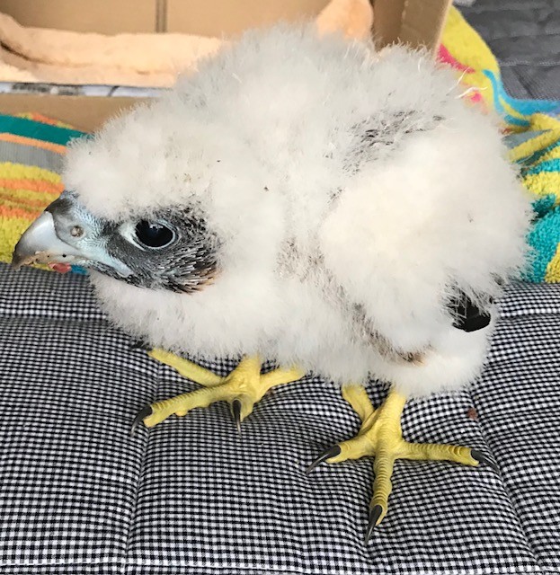 Rescued Peregrin Falcon chick