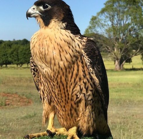 same peregrine falcon on release day