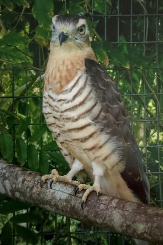 Juvenile Pacific Baza